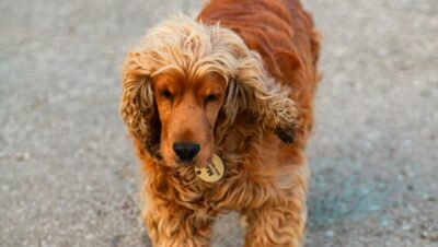 Cocker Spaniel Inglês é uma raça inteligente