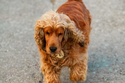 Cocker Spaniel Inglês é uma raça inteligente